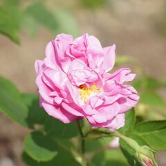 アヴァロンダイアモンドDNA活性☆梅雨を楽しくすごしちゃおうキャ...