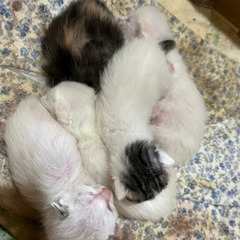 生後10日ほどの子猫　　白猫2匹