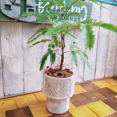 【観葉植物】エバーフレッシュ