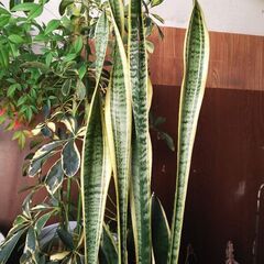 【ネット決済】サンスベリア観葉植物