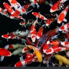 錦鯉の稚魚又は2歳鯉など要らない鯉を譲って下さい。の画像
