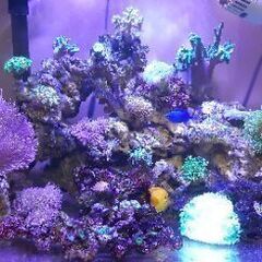 海水水槽+生体一式