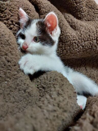 はちわれ 男の子 生後1ヶ月半 2ヶ月ぐらい 千歩 高瀬の猫の里親募集 ジモティー はちわれ 男の子 生後1ヶ月半 2ヶ月ぐらい 千歩 高瀬の猫の里親募集 ジモティー