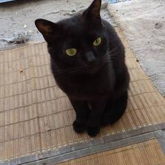 １～２歳の綺麗な黒猫です