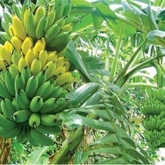 アイクリームのバナナ苗探します