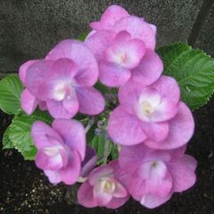 八重咲紫陽花　珍種♡値下げ