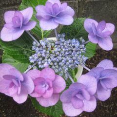 八重咲紫陽花。　値下げ♪