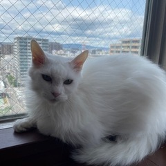 珍しい真っ白の長毛猫さんマギーちゃん