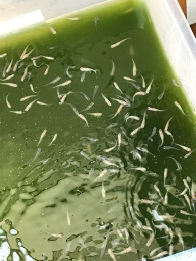 白メダカ青メダカ混合飼育 なえ 北花田のその他の中古あげます 譲ります ジモティーで不用品の処分