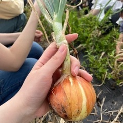 野菜嫌いのお子さんがいる方必見🌱