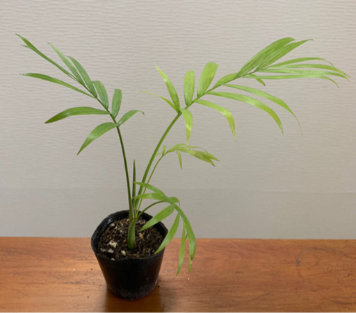 テーブルヤシ 観葉植物 植物苗 ❷ 大人気