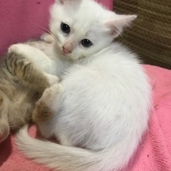 白の子猫ちゃん！可愛い男の子