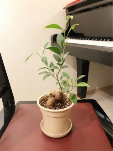 観葉植物　ガジュマル(16)　33cm　ナチュラルカラーの3.5号の鉢と受け皿付き