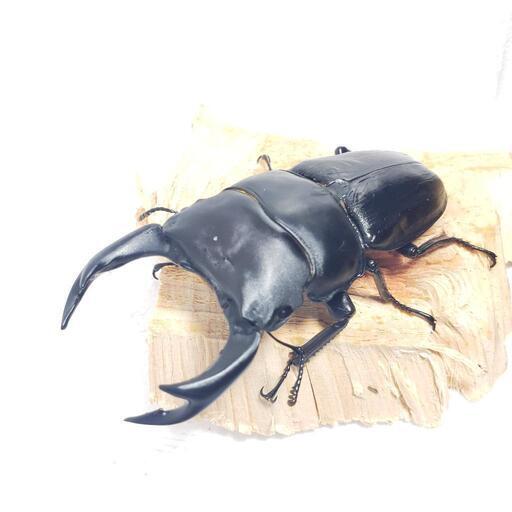 国産オオクワガタ♂80mmペア 今年羽化 新成虫 : オオクワ京都