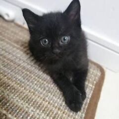 あざとかわいい黒猫クン♡