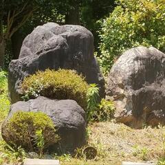 150cmの立派な庭石を無料でお譲りします。引き取り限定。