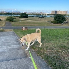 探しています。迷い犬　中型犬　