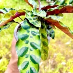 決まりました！希少種！個性的な葉っぱが魅力の観葉植物！セメント風...