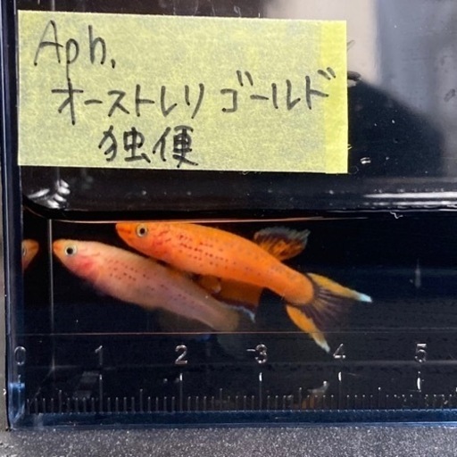 入荷案内 アロワナワイルド個体きてます。