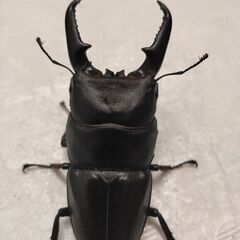 値下、福岡県産 ヒラタクワガタ ♂66.5♀37.5 と34