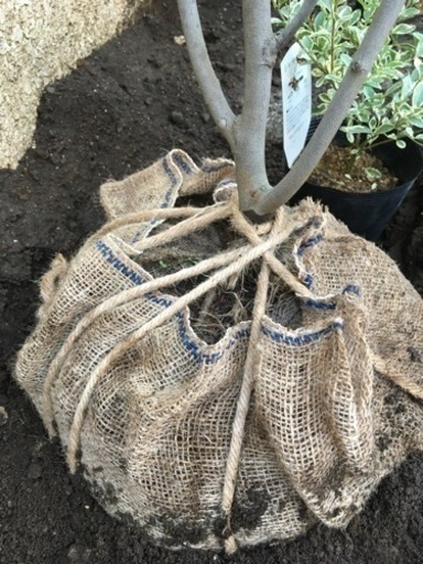 苗木 アメリカハナズオウ フォレストパンシー 160センチ