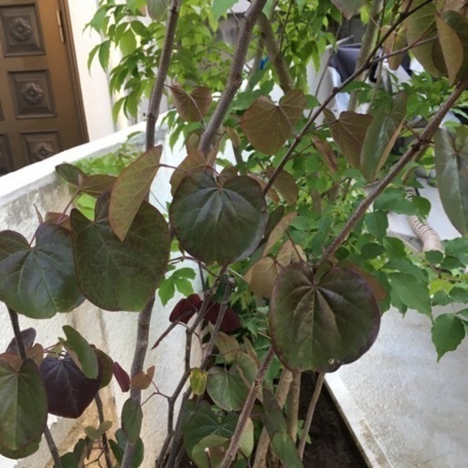 苗木 アメリカハナズオウ フォレストパンシー 160センチ