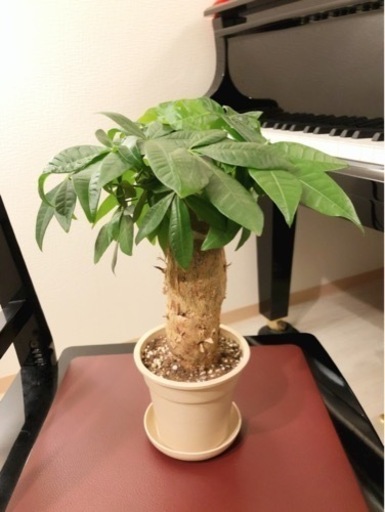 34 割引オレンジ系最高級 観葉植物 ガジュマル 31cm ナチュラルカラーの3 5号の鉢と受け皿付き 植物 観葉植物 インテリア小物オレンジ系 Lbgcpas Com