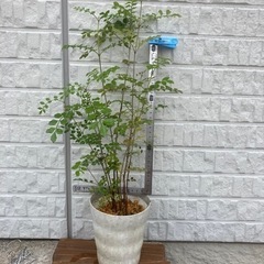 ［再々値下］シマトネリコ植木鉢