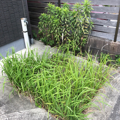 草刈り、草むしり、除草剤散布は知多半島の便利屋・ハートフル − 愛知県