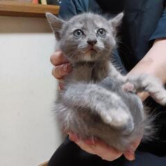 3匹の保護猫ちゃんです　生後1ヶ月半位　性別不明 − 熊本県