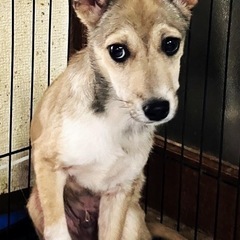 🐕仔犬の里親さん募集🐕