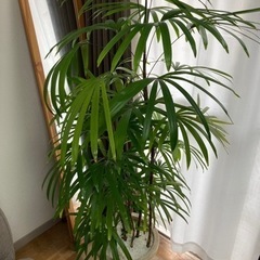 観葉植物　シュロチク　160cm