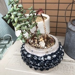 ✩.*˚植木鉢 多肉も合わせて ⑮