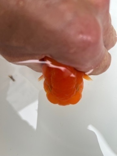 協会系 らんちゅう 二歳魚
