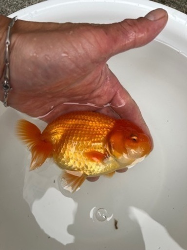 協会系 らんちゅう 二歳魚