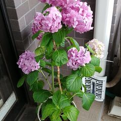 【情報更新】【９つの花が咲きました♪】紫陽花（あじさい）の鉢、お...