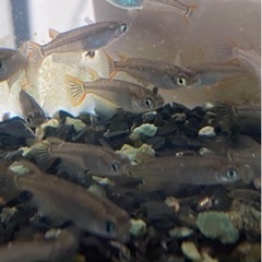 貴重！西日本版天然メダカ稚魚20匹&ミニ水槽、水草、餌の本格飼育...