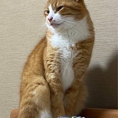 迷子猫探してください - 富士市