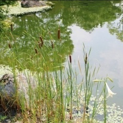 ガマの穂1株　水草　水生植物