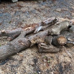 薪ストーブ用の原木