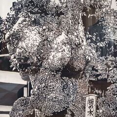 鎌倉長谷寺の椨木の版画