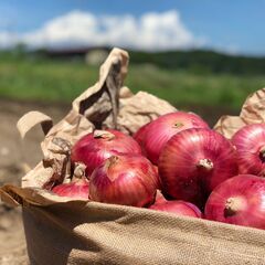【急募】6/13月曜日オーガニック玉ねぎの収穫作業スタッフ