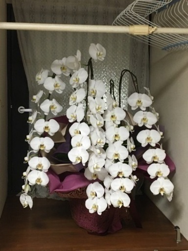 蘭の花。鉢ごと。
