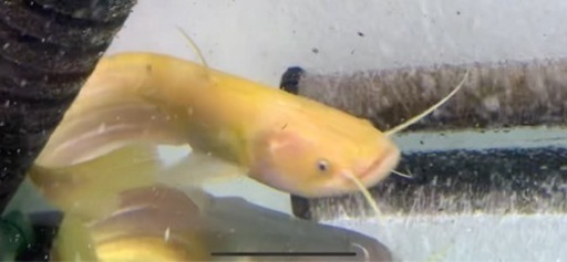 熱帯魚