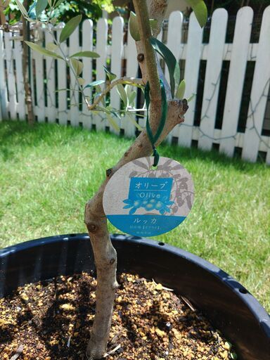 オリーブ⑰ ルッカ 樹高：130cm（果樹ポット＃25）多摩エリア配送応相談