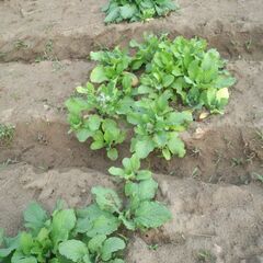 何の花？野菜の花？