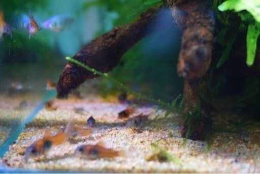 配送専用 コリドラス ベネズエラオレンジ 10匹 Suz 東雲のその他の中古あげます 譲ります ジモティーで不用品の処分 配送専用 コリドラス ベネズエラオレンジ 10匹 Suz 東雲のその他の中古あげます 譲ります ジモティーで不用品の処分