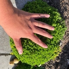 多肉植物　　モコモコ多肉ボール