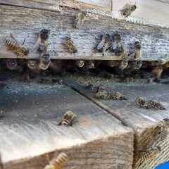 日本みつばちの群れのみ