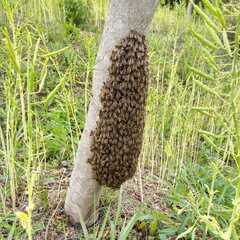 日本みつばちの群れのみ